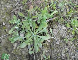 清明菜什么时候有？清明菜什么时候吃？