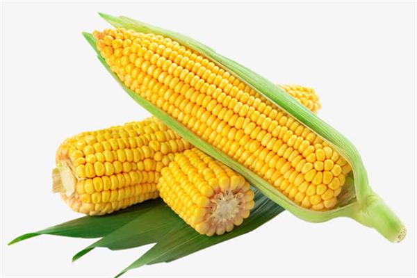 玉米煮多久会熟 玉米煮的好吃还是蒸的