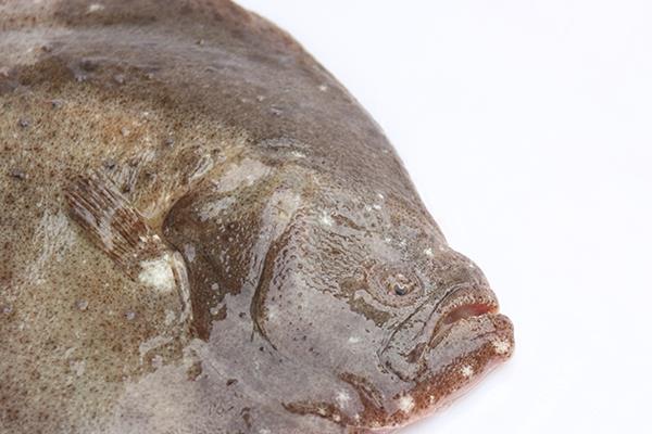 多宝鱼白色的正常吗 本来就有一面是白色