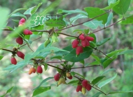 杈杷果能放时间长吗？杈杷果怎么保存？