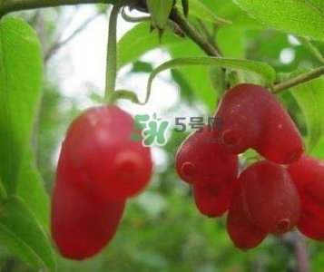 ​杈杷果能放时间长吗？杈杷果怎么保存？