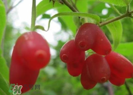 杈杷果能放时间长吗？杈杷果怎么保存？