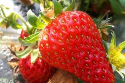 ​草莓是最脏的水果吗 别再诬赖草莓啦