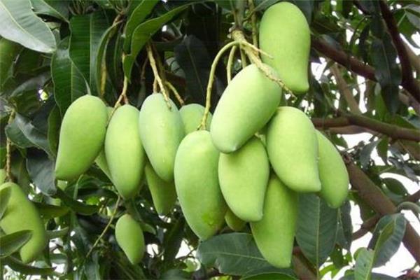 青芒可以带上飞机吗 青芒果可以托运吗 青芒可以带上飞机吗 青芒果可以托运吗