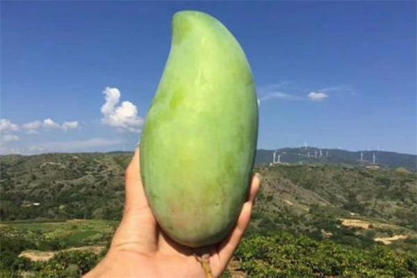 青芒可以带上飞机吗 青芒果可以托运吗 青芒可以带上飞机吗 青芒果可以托运吗