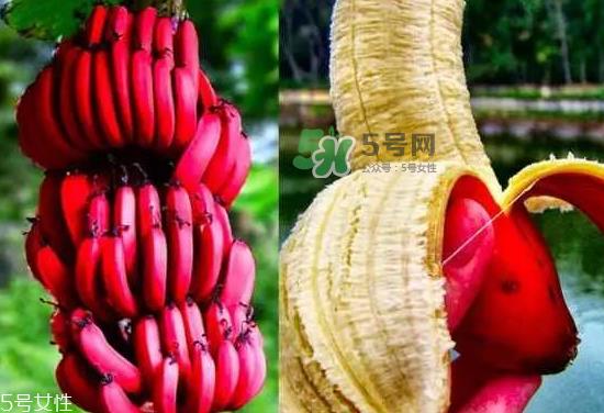 红皮香蕉是转基因的吗?红皮香蕉和一般香蕉的区别 红皮香蕉是转基因的吗?红皮香蕉和一般香蕉的区别