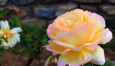 ​牡丹花茶可以美白吗？喝牡丹花可以美白吗？