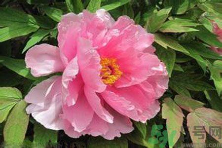 牡丹花茶可以美白吗？喝牡丹花可以美白吗？