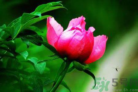 牡丹花茶可以美白吗？喝牡丹花可以美白吗？