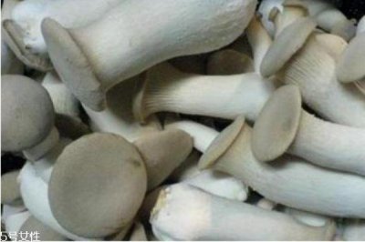 ​杏鲍菇是一种什么菇 杏鲍菇有毒吗