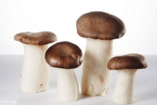 杏鲍菇是一种什么菇 杏鲍菇有毒吗