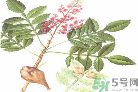 五倍子能治早泄吗？五倍子的副作用有哪些？