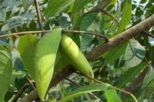 五倍子能治早泄吗？五倍子的副作用有哪些？