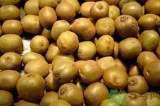 野生猕猴桃什么时候成熟?野生猕猴桃怎么催熟