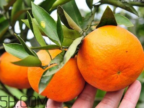 沃柑哪些地方可以种植？吃沃柑上火吗