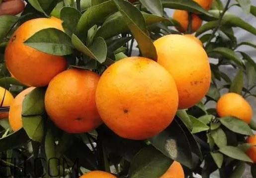 沃柑哪些地方可以种植？吃沃柑上火吗