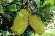 菠萝蜜的营养价值 吃菠萝蜜有什么好处？