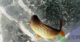 鲤鱼死了怎样保鲜？鲤鱼死后怎么保存？