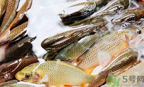 鲤鱼死了怎样保鲜？鲤鱼死后怎么保存？