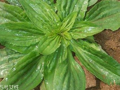 车前草的营养价值 车前草的营养功效