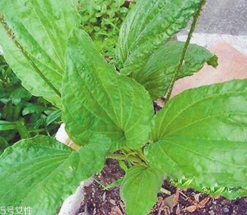 车前草的营养价值 车前草的营养功效