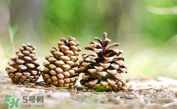 松子靠什么传播种子的？松子是什么树的果实