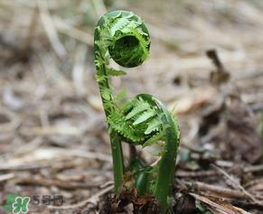 蕨菜什么时候采摘？蕨菜什么时候有？