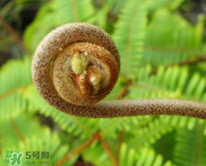 蕨菜什么时候采摘？蕨菜什么时候有？