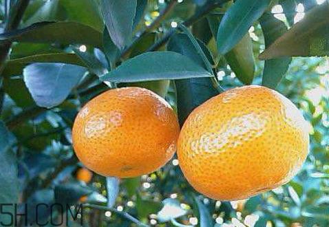 砂糖桔和沙糖桔的区别 沙糖桔和普通桔子有什么区别