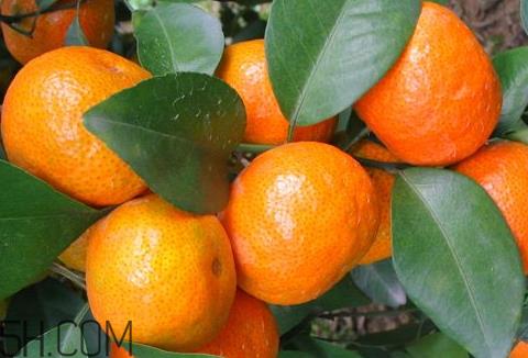 砂糖桔和沙糖桔的区别 沙糖桔和普通桔子有什么区别