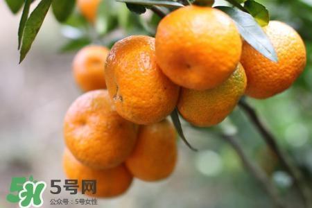 蜜桔可以放冰箱保存吗？蜜桔能冷冻吗？