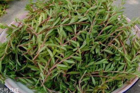 长寿草的功效与作用 不老长寿药草