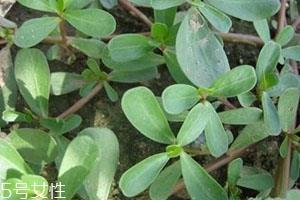 长寿草的功效与作用 不老长寿药草