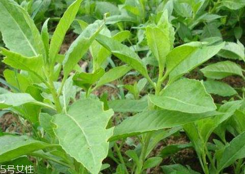 长寿草的功效与作用 不老长寿药草