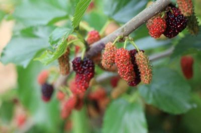 ​桑葚吃多了有什么坏处 桑葚吃多少合适