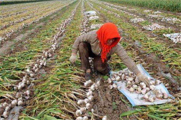 大蒜吃了恶心想吐咋办 吃大蒜恶心想吐的补救方法