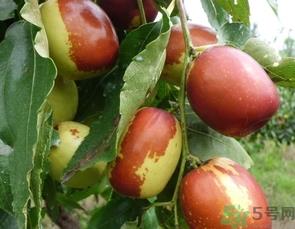 宝宝可以吃冬枣吗？宝宝多大可以吃冬枣？