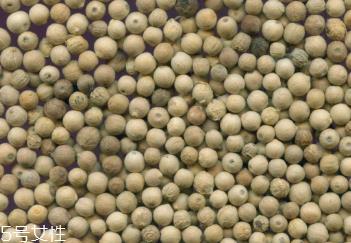 白胡椒的种植 白胡椒怎么种植？