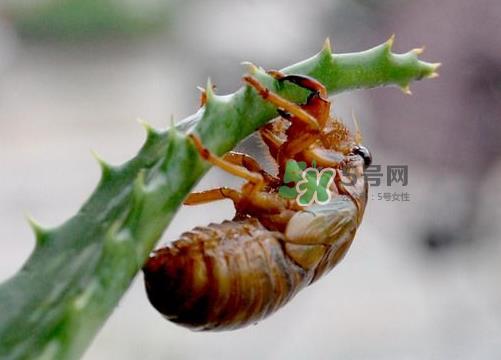 金蝉怎么保存一夜不死？怎样保存一夜金蝉不死？