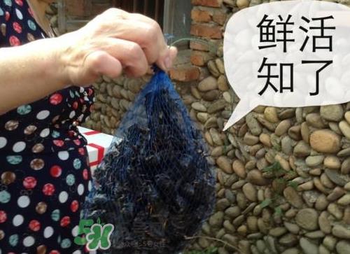 金蝉怎么保存一夜不死？怎样保存一夜金蝉不死？