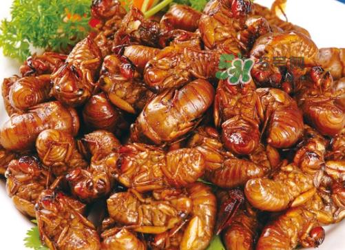 金蝉怎么保存一夜不死？怎样保存一夜金蝉不死？