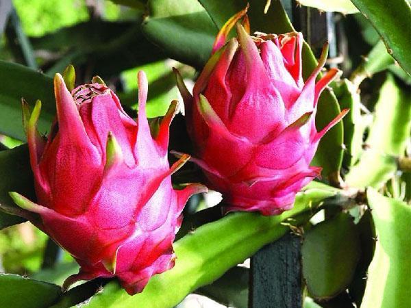 火龙果加蜂蜜的功效 火龙果可以和蜂蜜加在一起吃吗