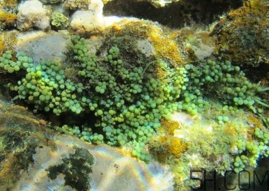 海葡萄多少钱一斤？海葡萄是什么味道