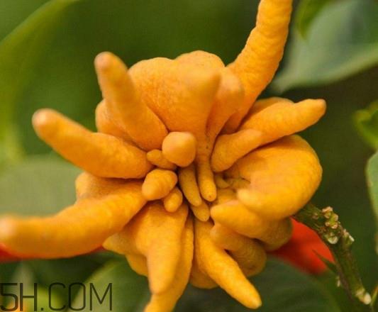 佛手柑孕妇可以吃吗？佛手柑的功效与作用