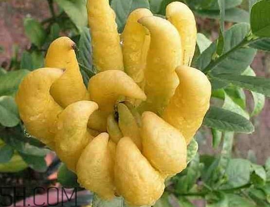 佛手柑孕妇可以吃吗？佛手柑的功效与作用