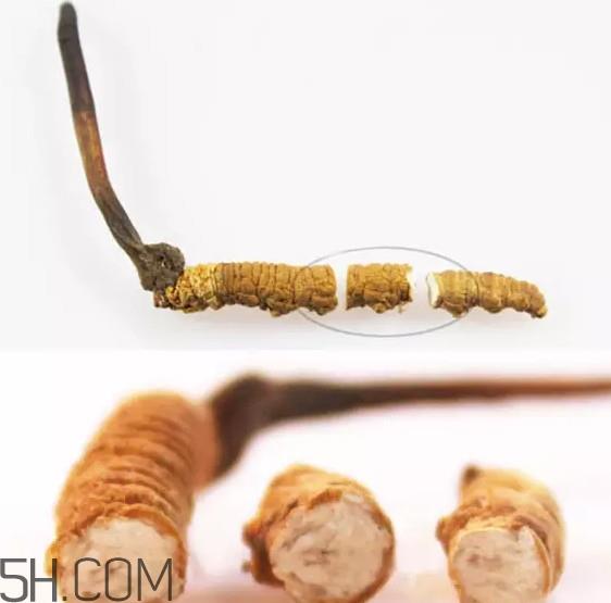 冬虫夏草怎么保存？冬虫夏草怎么挑选