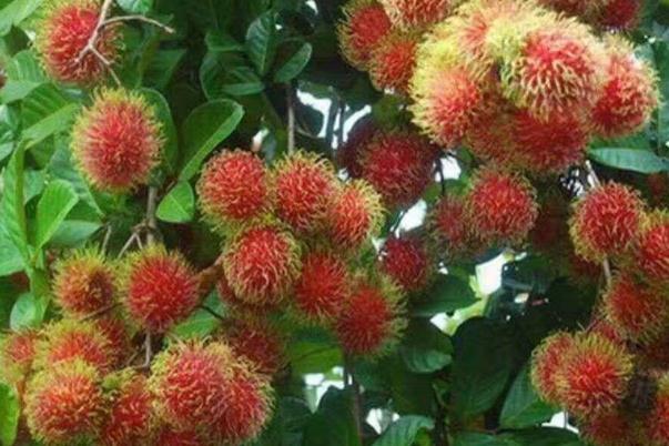 吃红毛丹的禁忌 怎么挑红毛丹