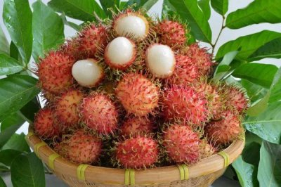 ​吃红毛丹的禁忌 怎么挑红毛丹