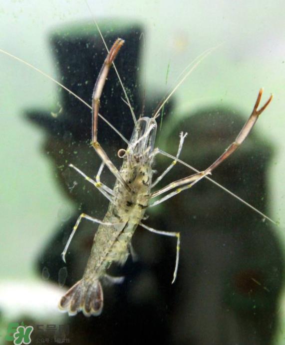 河虾可以养殖吗？河虾怎么养才不会死？