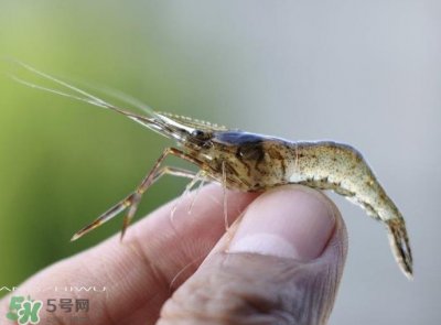 ​河虾可以养殖吗？河虾怎么养才不会死？
